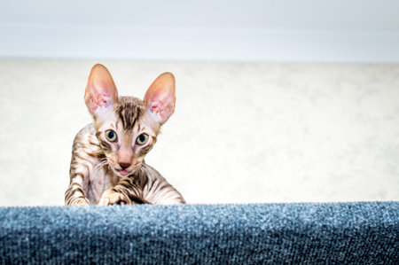 Kitten shows tongue. Breed Cornish Rex