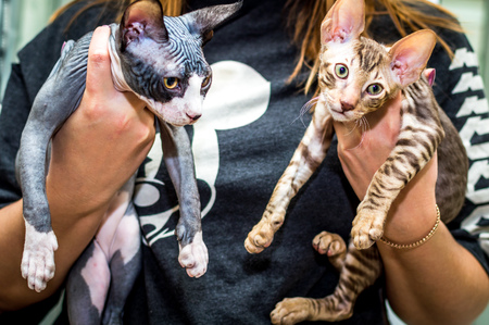 Two kittens in the hands of a woman close upの写真素材