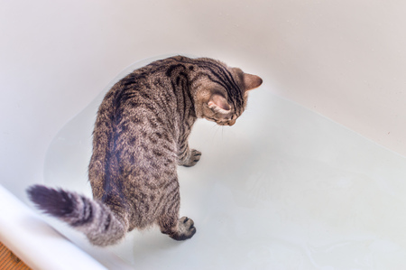 Cat in the bathroom. Concept cat washの写真素材