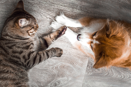 Cat and dog play together. Friendship between animals. Close-upの写真素材