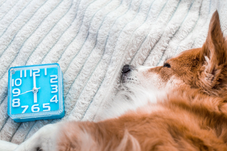 dog is sleeping next to the alarm clock. Close-upの写真素材