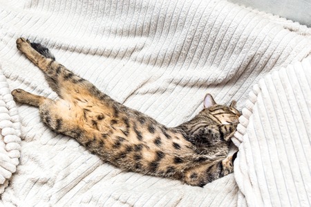 cat sleeps on the bed stretched to its full height.の写真素材