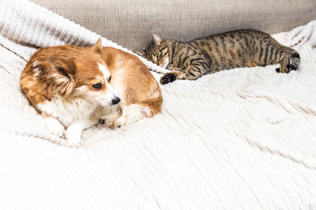 Cat and dog are lying on the bed together. Concept pets.の写真素材