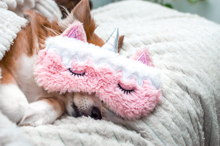 Red cute dog sleeping on a white plaid in a pink mask for sleeping. Close-up. Portrait. Concept...