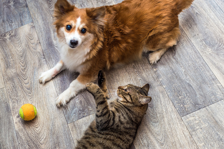 Cat and dog playing together in the apartment with a ball. Closeup portrait.の写真素材