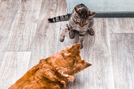 Cat and dog are played together. Cat and dog are fighting. Apartment. Cat and dog togetherの写真素材