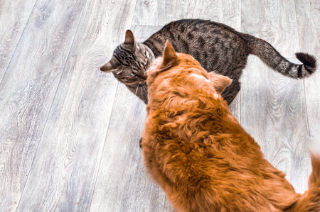 Cat and dog are played together. Cat and dog are fighting. Gray background. Cat and dog together.