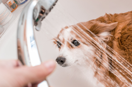 owner pours a shower in the bathroom of his dog. Dog hygiene conceptの写真素材