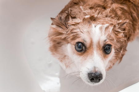 dog is standing in the bathroom with water. Bathing the dog in the apartmentの写真素材