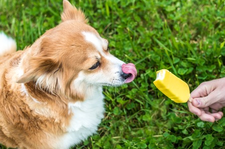 Dog licks yellow ice cream on a background of green grass. Concept summerの写真素材