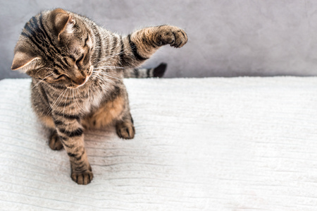 Portrait of a gray cat that is played on a bed in an apartmentの写真素材