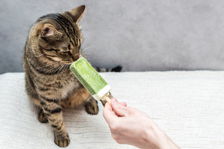 Portrait of a cat that eats ice cream. The owner keeps the ice cream. Concept heatの写真素材