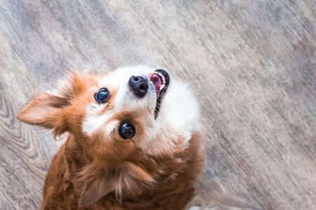 Portrait of a red dog close up on gray background. The dog is cute and funny. The dog smiles. The dog laughs. View from aboveの写真素材