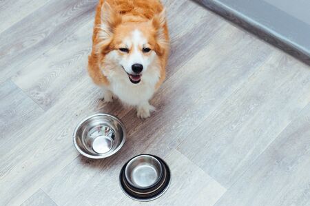 empty bowl waiting for food.の写真素材