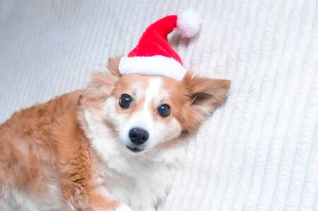 Red dog in Santa hat. Concept New Year and Christmas. 2019の写真素材