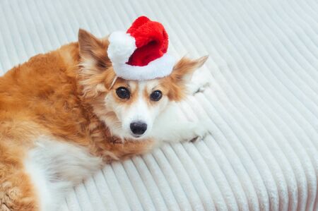 Cute dog in Santa hat. Concept New Year and Christmas. 2020. Cardの写真素材