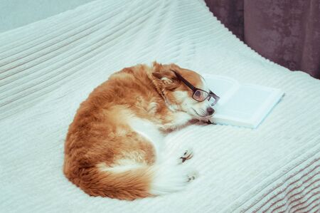 Dog in glasses reading a book on the bed.の写真素材