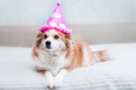 dog lies on the bed in a festive pink hat on his headの写真素材