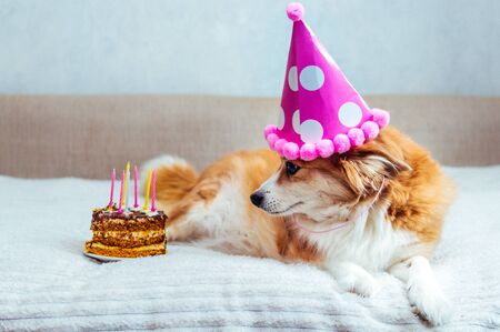 dog in a festive cap lies on the bed and looks at the cake with candles. Birthdayの写真素材