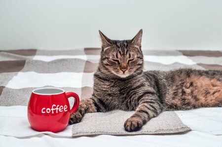 Portrait of a cat with a cup of red coffee. Morning conceptの写真素材