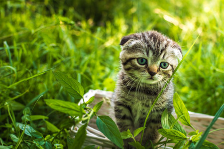 Little gray kitten on a basket in a park on green grass. Portrait. Postcard. Summer Scottish fold...