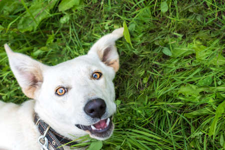 Portrait of a muzzle of a happy dog on green grass from aboveの写真素材