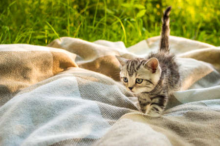 Little kitten on a plaid in a park on green grass. Portrait. Postcard. Summer. Scottish fold cat breed.の写真素材