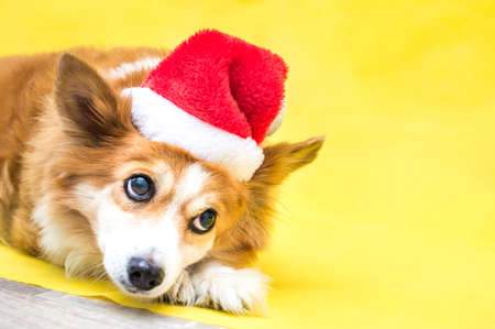 Close-up portrait of a dog on a yellow background wearing a santa claus hat. New Year 2021の写真素材