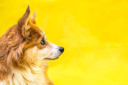 Close-up portrait of a dog on a yellow background in profileの写真素材