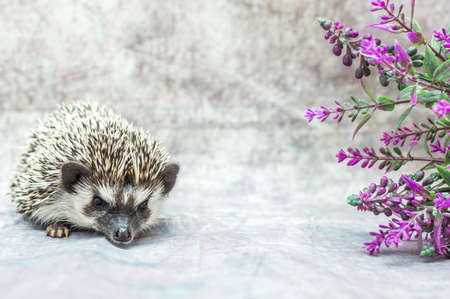 African hedgehog on a gray background with flowersの写真素材