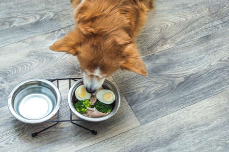 dog in the kitchen on the floor eats fresh natural food from a bowl. Diet and nutrition of the dogの写真素材