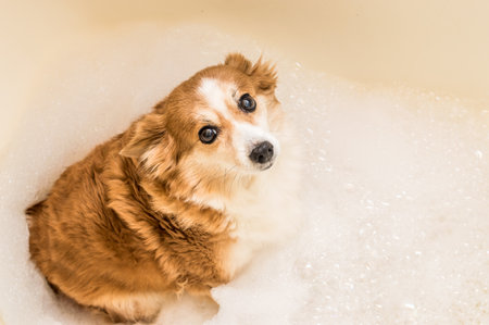 Portrait of a ginger dog in a bathtub with bath foamの写真素材