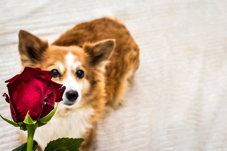 Dog with a red rose. Valentines day concept. Soft focusの写真素材