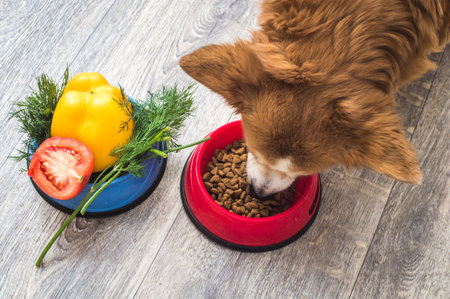 dog eats dry food. Next to it is a bowl of fresh vegetables. Dog food conceptの写真素材
