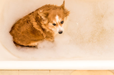 dog is washed in a bathtub full of bath foamの写真素材