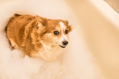 dog looks out of the bathroom with bath foam at the cameraの写真素材