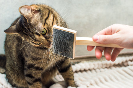 owner is combing the hair with a comb for his catの写真素材