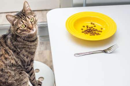 cat sits on a chair at the table with a plate and fork. Cat food concept