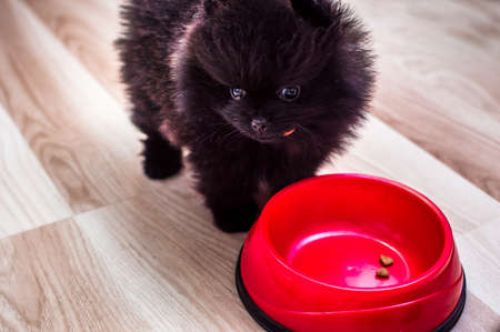 Portrait of a puppy with food close-up on the kitchen floorの写真素材