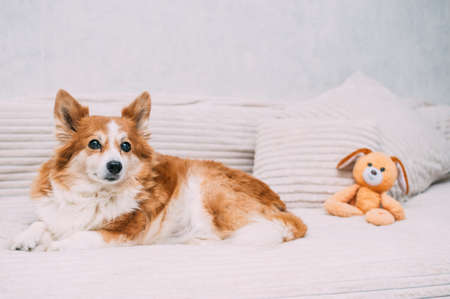 dog lies on a blanket with a pillow and a toyの写真素材