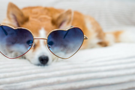 Close-up portrait of a dog in blue sunglasses. Soft focusの写真素材