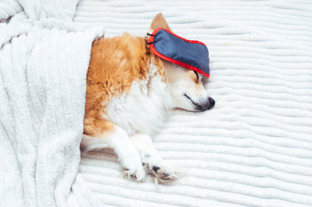 dog sleeps in bed with a sleep mask over his eyesの写真素材