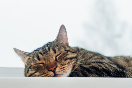 Close-up portrait of a sleeping cat. Free space for textの写真素材