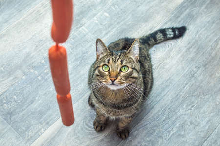 hungry cat looks at a sausage. Cat food conceptの写真素材