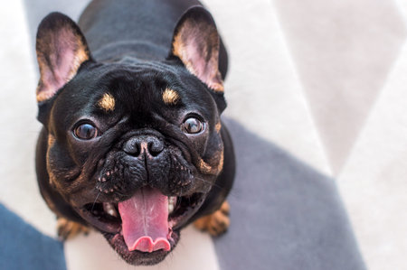 Portrait of a dog of breed French Bulldog close up