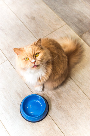 fluffy cat stands by a pink bright bowl on the kitchen floor and waits for food. Vertical photo