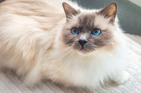 Sacred Cat of Burma. Birman cat with blue eyesの写真素材
