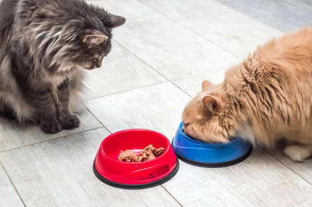 Ginger fluffy cat eats food. Gray cat sits next to and looksの写真素材