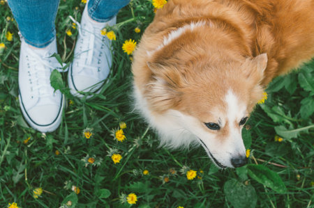 Woman walks with her ginger dog in the park. Top viewの写真素材