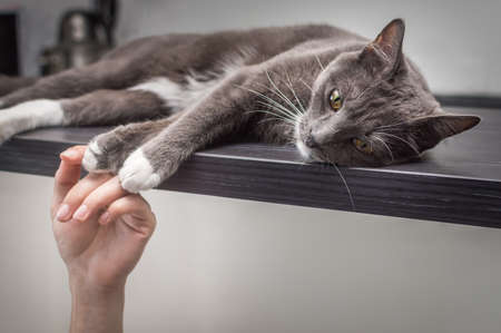 Woman's hand and gray cat close-up. Love for cats conceptの写真素材